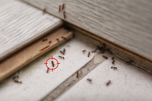 Best Pest Inspection Near Me  in Burlington, IA