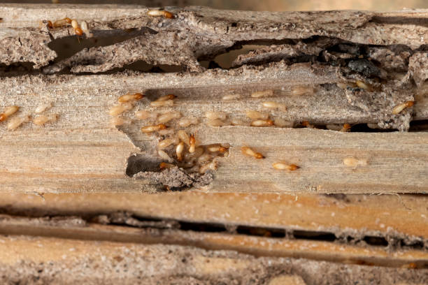 Best Pest Prevention Services  in Burlington, IA